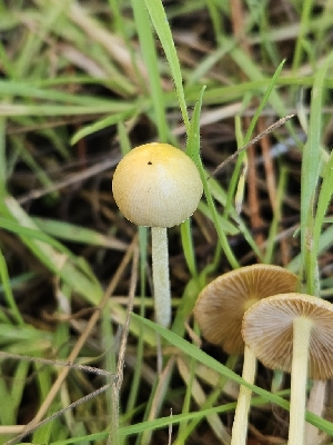  ( - HAY-F-006764)  @11 [ ] by (2023) Mandy Hackney Fungal Diversity Survey