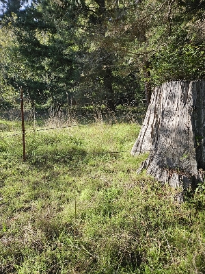  ( - HAY-F-006764)  @11 [ ] by (2023) Mandy Hackney Fungal Diversity Survey