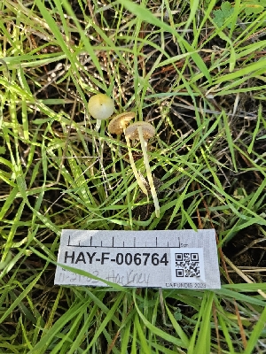  ( - HAY-F-006764)  @11 [ ] by (2023) Mandy Hackney Fungal Diversity Survey