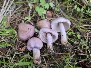  ( - HAY-F-006749)  @11 [ ] by (2023) Mandy Hackney Fungal Diversity Survey