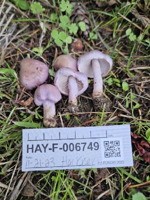  ( - HAY-F-006749)  @11 [ ] by (2023) Mandy Hackney Fungal Diversity Survey