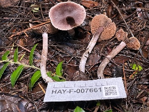  ( - HAY-F-007661)  @11 [ ] by-nc (2023) Damon Tighe Fungal Diversity Survey