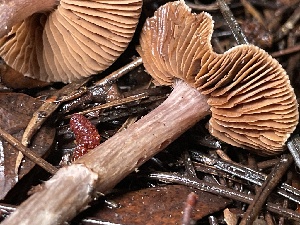 ( - HAY-F-007661)  @11 [ ] by-nc (2023) Damon Tighe Fungal Diversity Survey