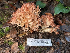  ( - HAY-F-007662)  @11 [ ] by-nc (2023) Damon Tighe Fungal Diversity Survey