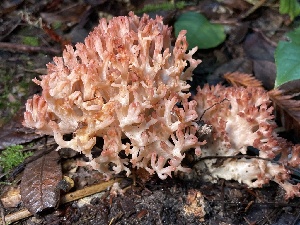  ( - HAY-F-007662)  @11 [ ] by-nc (2023) Damon Tighe Fungal Diversity Survey