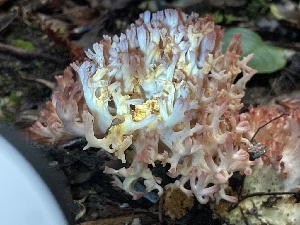  ( - HAY-F-007662)  @11 [ ] by-nc (2023) Damon Tighe Fungal Diversity Survey