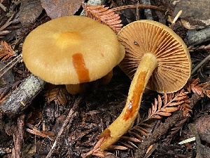  (Aureonarius sp. callisteus-infucatus - HAY-F-007670)  @11 [ ] by-nc (2023) Damon Tighe Fungal Diversity Survey