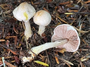  ( - HAY-F-007673)  @11 [ ] by-nc (2023) Damon Tighe Fungal Diversity Survey