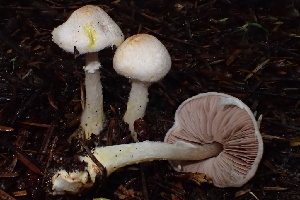  (Agaricus sp. diminutivus-CA01 - HAY-F-007673)  @11 [ ] by-nc (2023) Damon Tighe Fungal Diversity Survey