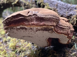  ( - HAY-F-007674)  @11 [ ] by-nc (2023) Damon Tighe Fungal Diversity Survey