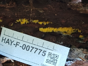  ( - HAY-F-007775)  @11 [ ] by-nc (2023) Harte Singer Fungal Diversity Survey