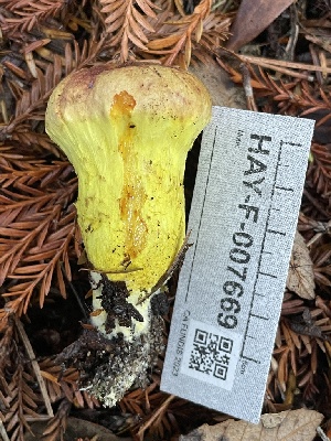  ( - HAY-F-007669)  @11 [ ] by-nc (2023) Damon Tighe Fungal Diversity Survey