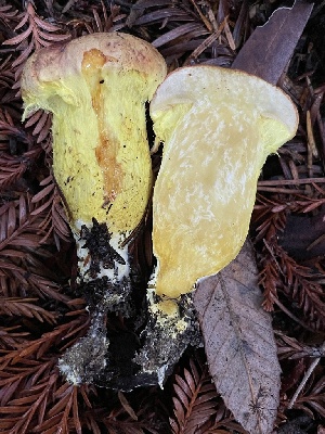  (Pulveroboletus sp. ravenelii-CA01 - HAY-F-007669)  @11 [ ] by-nc (2023) Damon Tighe Fungal Diversity Survey