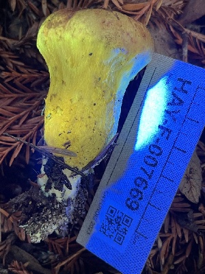  ( - HAY-F-007669)  @11 [ ] by-nc (2023) Damon Tighe Fungal Diversity Survey