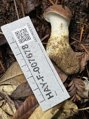  (Scutiger - HAY-F-007678)  @11 [ ] by-nc (2023) Damon Tighe Fungal Diversity Survey