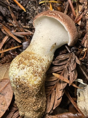  ( - HAY-F-007678)  @11 [ ] by-nc (2023) Damon Tighe Fungal Diversity Survey