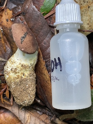  ( - HAY-F-007678)  @11 [ ] by-nc (2023) Damon Tighe Fungal Diversity Survey