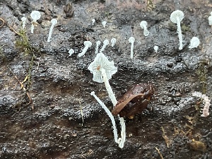  ( - HAY-F-007682)  @11 [ ] by-nc (2023) Damon Tighe Fungal Diversity Survey