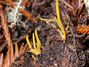 ( - HAY-F-007684)  @11 [ ] by-nc (2023) Damon Tighe Fungal Diversity Survey