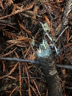  ( - HAY-F-007684)  @11 [ ] by-nc (2023) Damon Tighe Fungal Diversity Survey