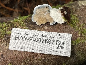  ( - HAY-F-007687)  @11 [ ] by-nc (2023) Damon Tighe Fungal Diversity Survey