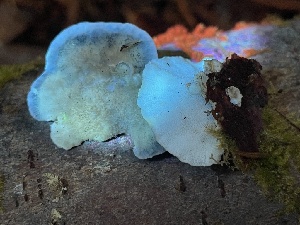  ( - HAY-F-007687)  @11 [ ] by-nc (2023) Damon Tighe Fungal Diversity Survey