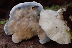  ( - HAY-F-007687)  @11 [ ] by-nc (2023) Damon Tighe Fungal Diversity Survey