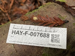  ( - HAY-F-007688)  @11 [ ] by-nc (2023) Damon Tighe Fungal Diversity Survey