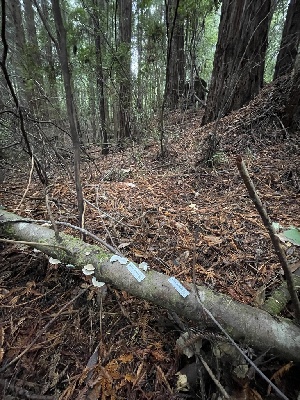  ( - HAY-F-007688)  @11 [ ] by-nc (2023) Damon Tighe Fungal Diversity Survey