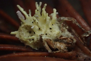  (Gibellula sp. CA03 - HAY-F-007688)  @11 [ ] by-nc (2023) Damon Tighe Fungal Diversity Survey