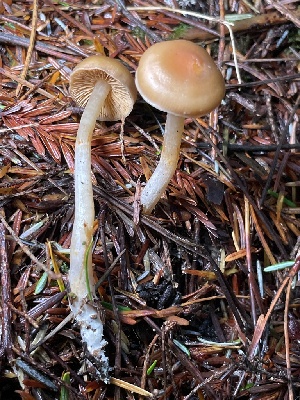  ( - HAY-F-007690)  @11 [ ] by-nc (2023) Damon Tighe Fungal Diversity Survey