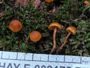  ( - HAY-F-008178)  @11 [ ] by-nc (2023) Warren Cardimona Fungal Diversity Survey