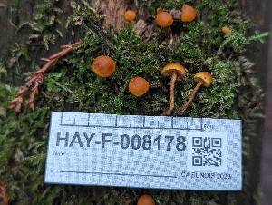  ( - HAY-F-008178)  @11 [ ] by-nc (2023) Warren Cardimona Fungal Diversity Survey