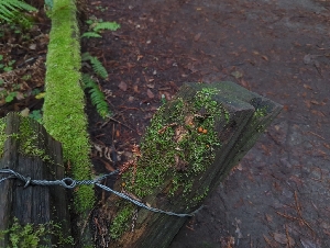  ( - HAY-F-008178)  @11 [ ] by-nc (2023) Warren Cardimona Fungal Diversity Survey