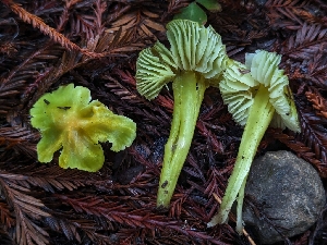  ( - HAY-F-008179)  @11 [ ] by-nc (2023) Warren Cardimona Fungal Diversity Survey