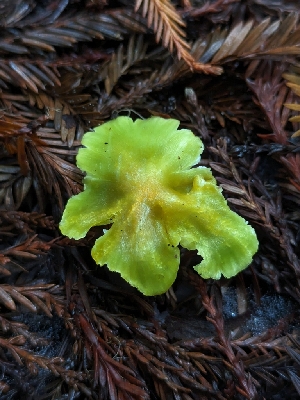  ( - HAY-F-008179)  @11 [ ] by-nc (2023) Warren Cardimona Fungal Diversity Survey