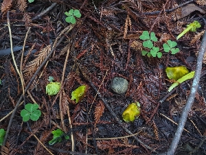  ( - HAY-F-008179)  @11 [ ] by-nc (2023) Warren Cardimona Fungal Diversity Survey