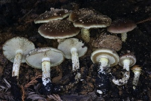  (Pholiota sp. brunnescens-CA01 - HAY-F-008387)  @11 [ ] by-nc (2023) Taye Bright Fungal Diversity Survey