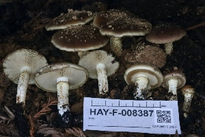  ( - HAY-F-008387)  @11 [ ] by-nc (2023) Taye Bright Fungal Diversity Survey