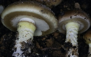  ( - HAY-F-008387)  @11 [ ] by-nc (2023) Taye Bright Fungal Diversity Survey