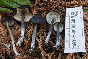  ( - HAY-F-008389)  @11 [ ] by-nc (2023) Taye Bright Fungal Diversity Survey