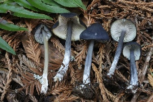  ( - HAY-F-008389)  @11 [ ] by-nc (2023) Taye Bright Fungal Diversity Survey