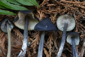  ( - HAY-F-008389)  @11 [ ] by-nc (2023) Taye Bright Fungal Diversity Survey