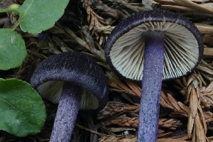  ( - HAY-F-008385)  @11 [ ] by-nc (2023) Taye Bright Fungal Diversity Survey