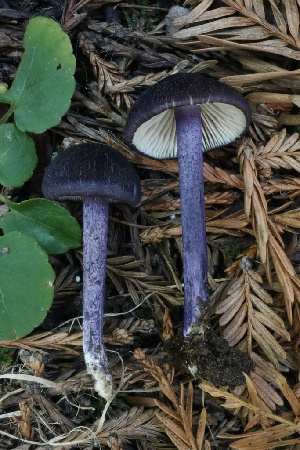  ( - HAY-F-008385)  @11 [ ] by-nc (2023) Taye Bright Fungal Diversity Survey