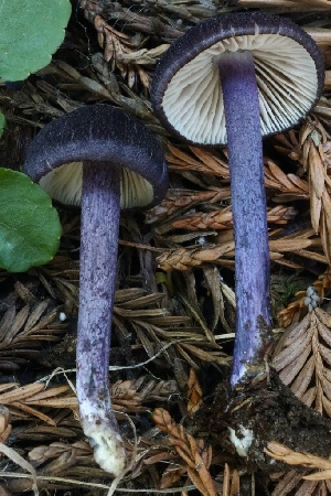  ( - HAY-F-008385)  @11 [ ] by-nc (2023) Taye Bright Fungal Diversity Survey