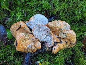  ( - HAY-F-008157)  @11 [ ] by-nc (2023) Warren Cardimona Fungal Diversity Survey