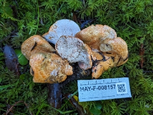  ( - HAY-F-008157)  @11 [ ] by-nc (2023) Warren Cardimona Fungal Diversity Survey