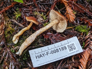  ( - HAY-F-008189)  @11 [ ] by-nc (2023) Warren Cardimona Fungal Diversity Survey