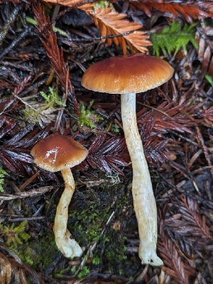  ( - HAY-F-008189)  @11 [ ] by-nc (2023) Warren Cardimona Fungal Diversity Survey